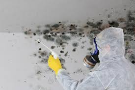  Ozona, TX Mold Prevention & Removal Pros